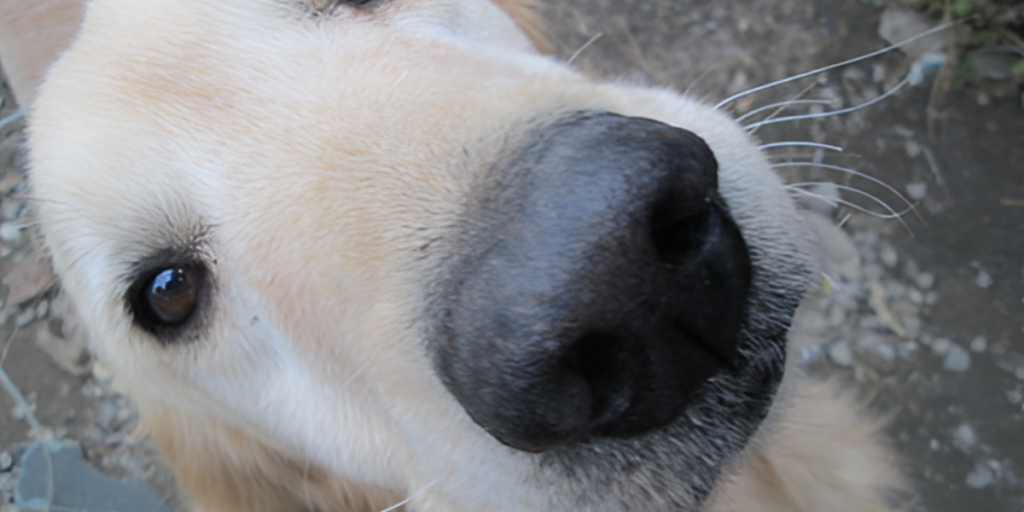 鹿児島市・日置市でバイク・家電を無料回収！吉野町・田上・伊集院町の方、お任せください。無料回収事例